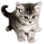 petit chat